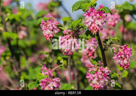 Pink flowering currant (Ribes sanguineum glutinosum), California Stock Photo