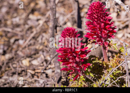 Close up of Indian Warrior (Pedicularis densiflora) plant, California Stock Photo