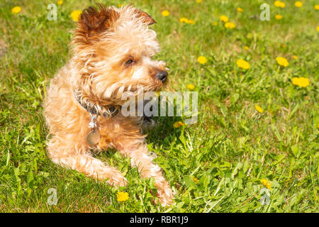 The photographer's small dog lying in the sunshine on a grass lawn in central Alberta, Canada Stock Photo