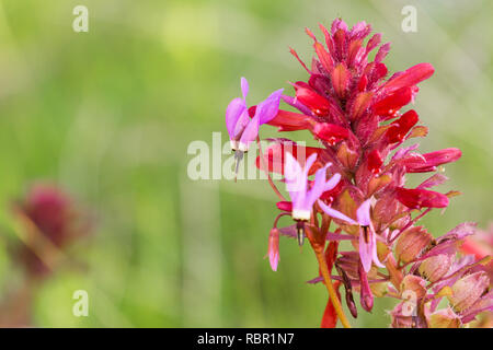 Close up of Henderson's Shooting Star (Primula hendersonii); Indian Warrior (Pedicularis densiflora) flower in the background, California Stock Photo