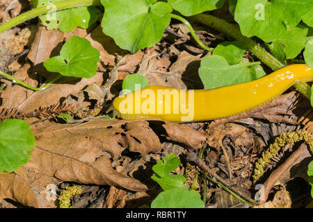 Close up of bright yellow Banana Slug eating a leaf on the forest floor, California Stock Photo