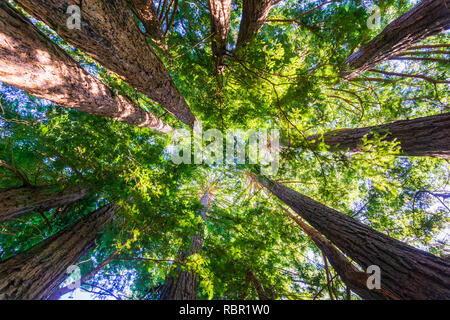 Looking up in a Redwood trees forest, California Stock Photo