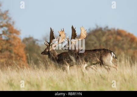 Fallow deer in West Sussex, England Stock Photo