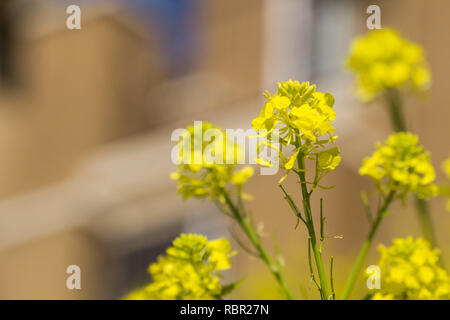 Close up of Wild Mustard (Sinapis arvensis) flower, native to Mediterranean basin and highly invasive in California Stock Photo