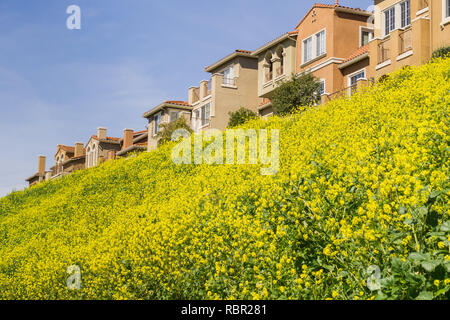 Houses and wild mustard on a spring day, San Jose, California Stock Photo