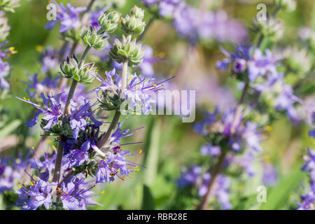 Close up of Cleveland sage (Salvia clevelandii) flower clusters in spring, California Stock Photo