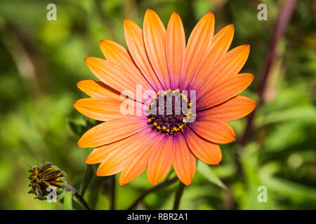 Close up of Orange African Daisy (Osteospermum) Stock Photo