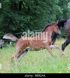 beautiful brown arabian horse foal is playing Stock Photo