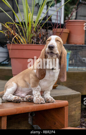 Renton, Washington, USA.  Five month old Basset Hound puppy 'Elvis' looking silly with his eyes closed after a big yawn. Stock Photo