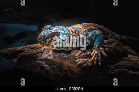 Beautifully colored blue and orange lizard with folded skin on natural wooden snag. This species called Uromastyx ornate or ornate mastigure and it is Stock Photo