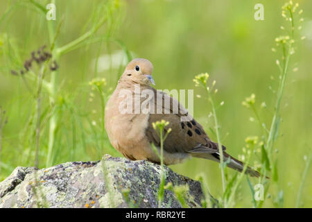 National Bison Range, Montana, USA.  Shy-looking Mourning Dove soaking up the early morning sunshine, sitting on a rock. Stock Photo