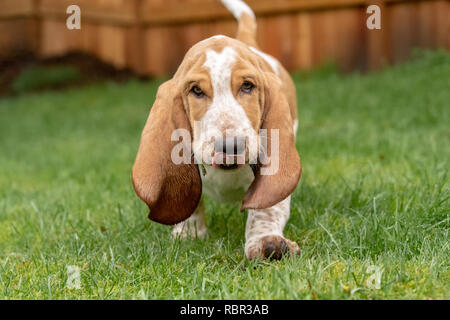 Renton, Washington, USA.  Three month old Basset Hound 'Elvis' walking in his yard., licking his lips with grass in his mouth after digging a hole.  (