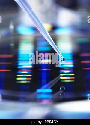 Scientist pipetting a DNA (deoxyribonucleic acid) sample into a petri dish with a DNA profile in the background. Stock Photo