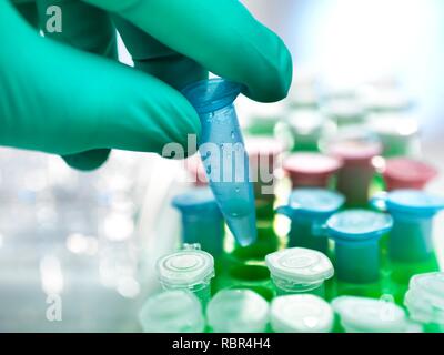 Scientist holding a eppendorf tube containing a biological sample. Stock Photo