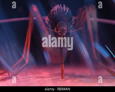 Illustration of a mosquito on human skin. Stock Photo