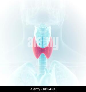 Illustration of the thyroid. Stock Photo