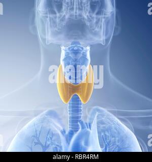 Illustration of the thyroid. Stock Photo