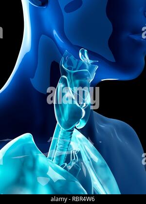 Illustration of the human thyroid and larynx. Stock Photo