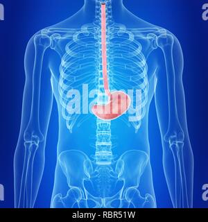 Illustration of the human stomach. Stock Photo