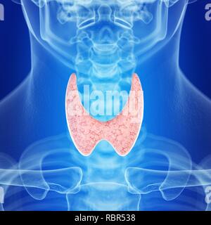 Illustration of a healthy thyroid gland. Stock Photo