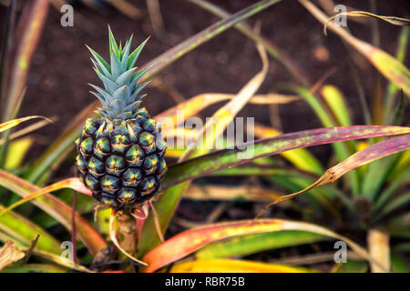 Small pineapple growing on plantation in Hawaii Stock Photo
