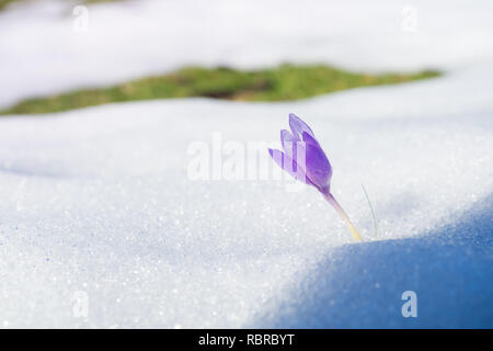 Crocus purple sprouting from under the snow Stock Photo