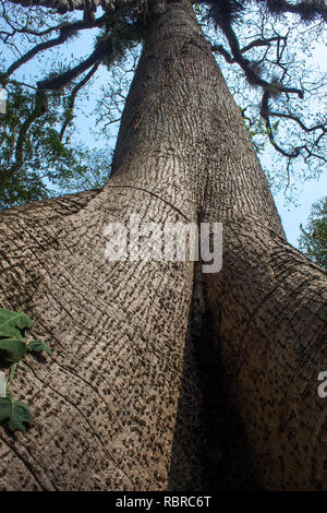 giant tree with more than 200 years Stock Photo