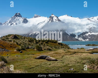 South Georgia, King Haakon Bay. Scenic view of remote Western South Georgia. Elephant seals in grassy habitat. Stock Photo