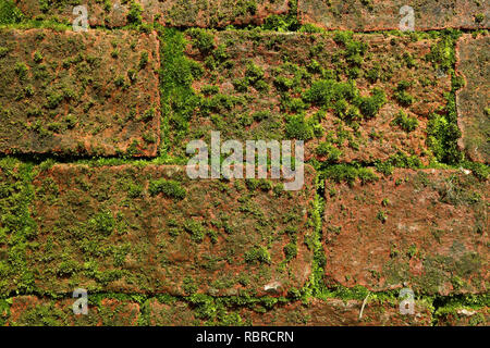 Outer Wall with green mossy plants growing between terracotta bricks Stock Photo