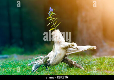 Photo of the abstract stub in the nature with blurred dark background. Old tree stump. Dry dead snag with a flower on it. The beginning of new life. Stock Photo