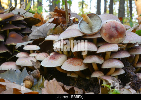 Hypholoma lateritium, or Brick tuft, Brick cap, Brick top mushroom; in Europe this mushroom often considered inedible or even poisonous, but in the US Stock Photo