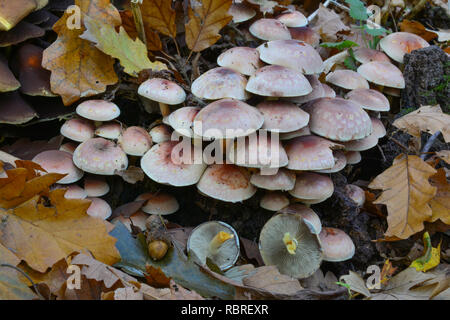 Hypholoma lateritium, Hypholoma sublateritium or Brick tuft, Brick cap, Brick top mushroom in natural habitat, on old oak stump; in Europe this mushro Stock Photo