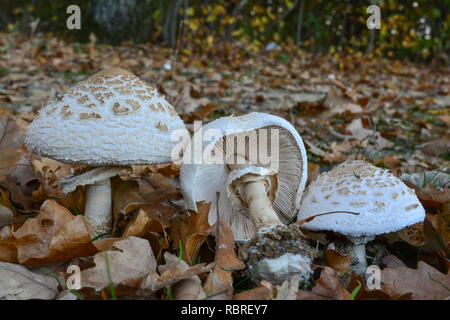 Group of delicious edible Macrolepiota excoriata or Frayed parasol mushrooms in natural habitat, small meadow on perimetar of autumn oak forest Stock Photo