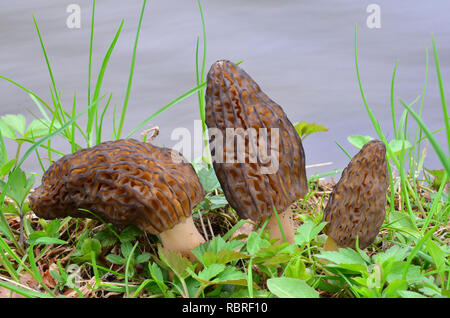 Three young spring Morel mushrooms in natural habitat, on the bank of the creek Stock Photo