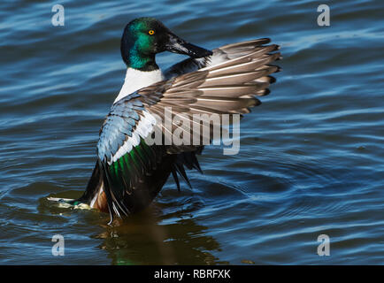 Close-up of drake northern shoveler duck flapping wings Stock Photo