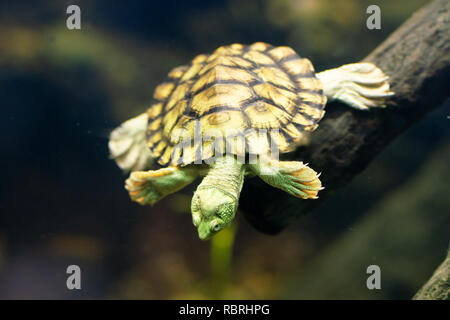 Underwater swimming Bellinger River snapping turtle or Myuchelys georgesi in NSW Australia Stock Photo