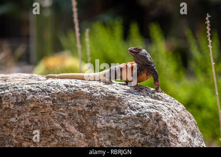 A Chuckwalla poses atop a boulder in the desert near Phoenix, Arizona. Stock Photo