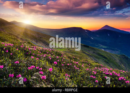 Magic pink rhododendron flowers on summer mountain. Dramatic overcast ...