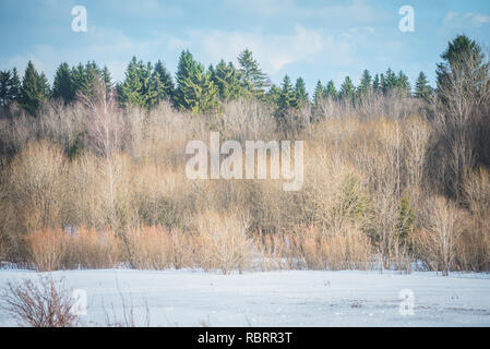edge of the forest in the spring. Trees without leaves and spruce Stock Photo