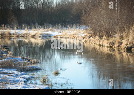 two geese flying over the spring water of the river Stock Photo