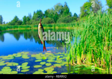 Caught rudd hanging on hook and summer pond on background. Good fishing. Caught fish. Common rudd. Scardinius erythrophthalmus. Close up view of rudd  Stock Photo