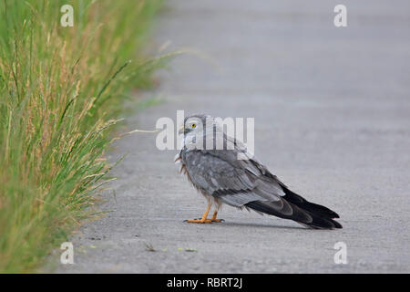 Montagu's harrier (Circus pygargus), male foraging along roadside of rural road Stock Photo