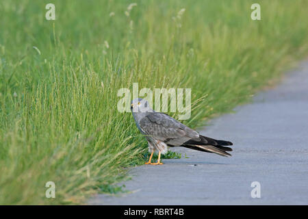 Montagu's harrier (Circus pygargus), male foraging along roadside of rural road Stock Photo
