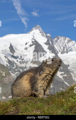 Alpine marmot (Marmota marmota) in front of the snow covered mountain Grossglockner, Hohe Tauern National Park, Carinthia, Austria