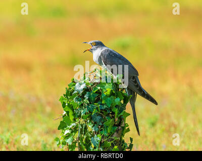 Cuckoo ( Cuculus canorus ) sitting on a post Stock Photo