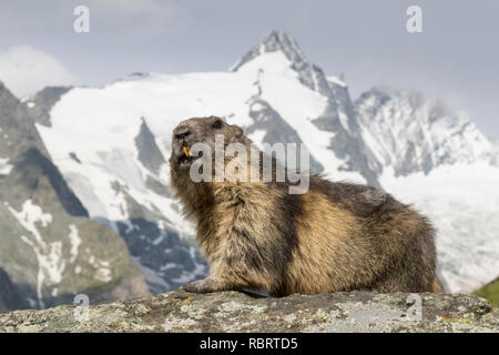 Alpine marmot (Marmota marmota) in front of the snow covered mountain Grossglockner, Hohe Tauern National Park, Carinthia, Austria