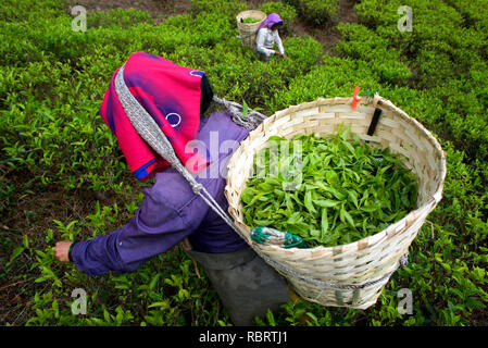 Tea pluckers are at work in Makaibari Tea Estates. Stock Photo