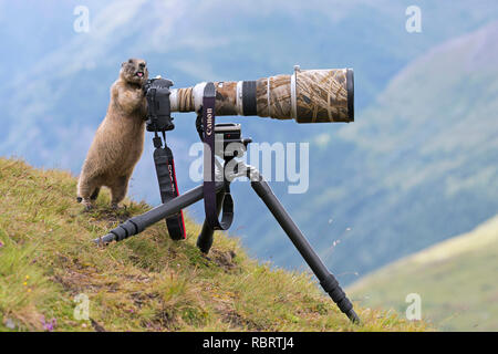 Curious Alpine marmot (Marmota marmota) behind wildlife photographer's Canon camera with large telephoto lens mounted on tripod Stock Photo
