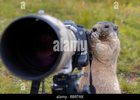 Curious Alpine marmot (Marmota marmota) behind wildlife photographer's Canon camera with large telephoto lens mounted on tripod Stock Photo