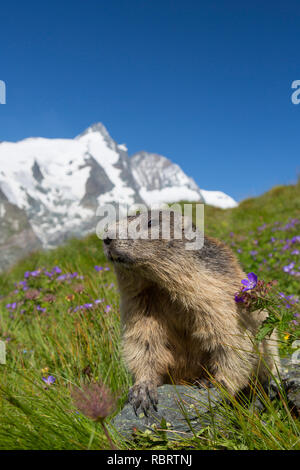 Alpine marmot (Marmota marmota) in front of the snow covered mountain Grossglockner, Hohe Tauern National Park, Carinthia, Austria Stock Photo